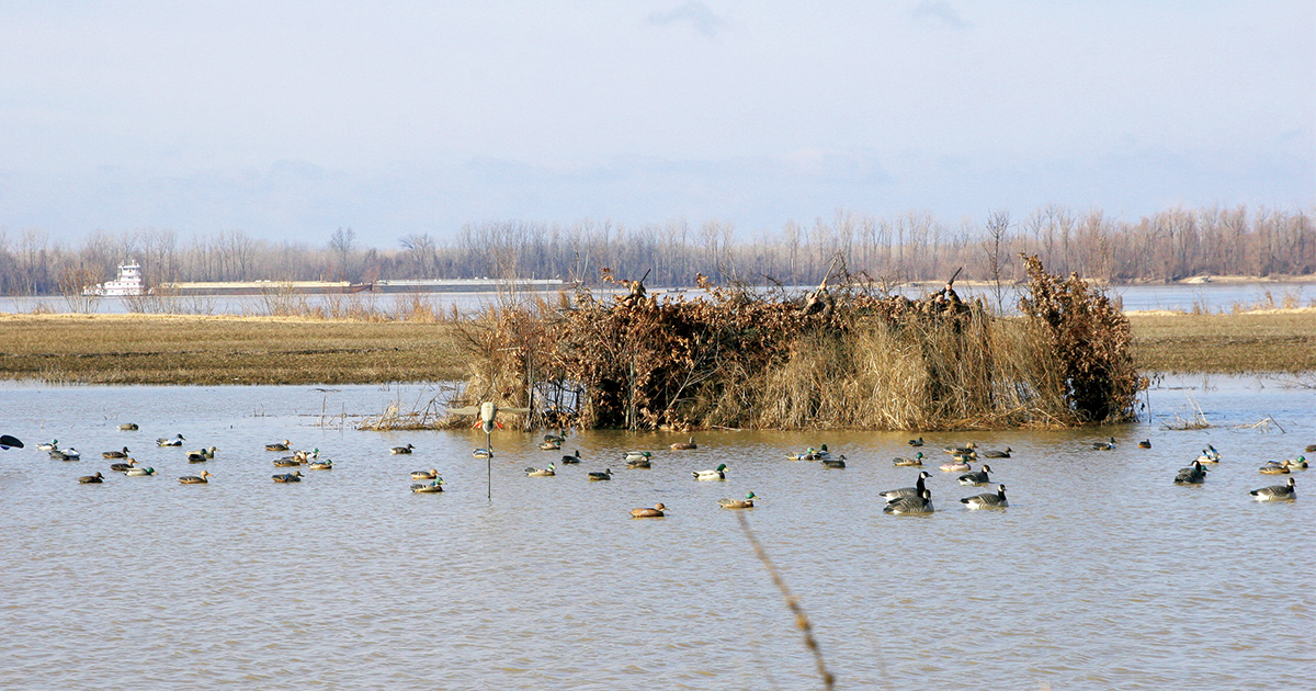 Just a stone’s throw from the river, the blind resembles an overgrown brush pile in a low-lying agricultural field. Photo by John Hoffman, DU